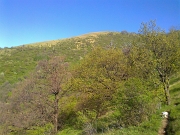 22 Sono ormai fuori dal bosco 